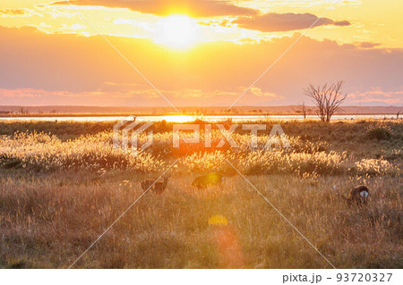 夕日に染まる野付半島「秋の北海道」 93720327