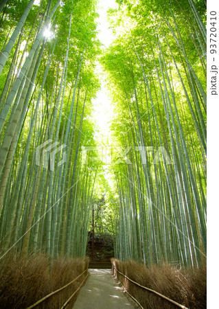 京都 嵯峨野 竹林の道 京都 嵯峨野 竹林の道 93720410