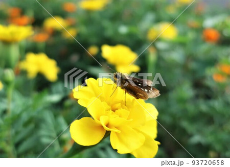 花と蝶 マリーゴールド セセリチョウ 花と蝶 マリーゴールド セセリチョウ 93720658