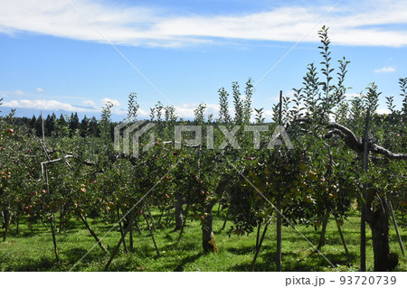 【長野県飯綱高原】リンゴ畑 93720739