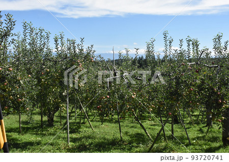 【長野県飯綱高原】リンゴ畑 93720741