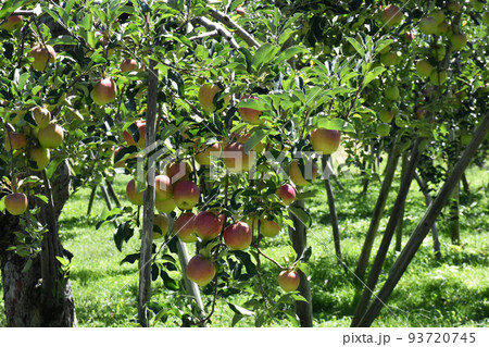 【長野県飯綱高原】リンゴ畑 93720745