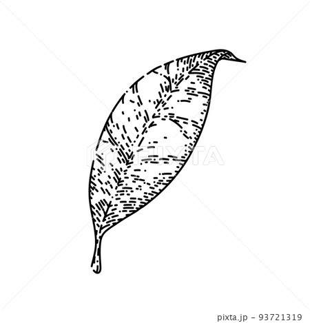 chinese tea leaf sketch hand drawn vector chinese tea leaf sketch hand drawn vector 93721319