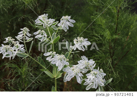 日本の夏の庭に咲く白い小さな花と緑の葉に白い縁取りのある美しいハツユキソウの花 93721401