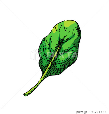 spinach leaf green sketch hand drawn vector 93721486