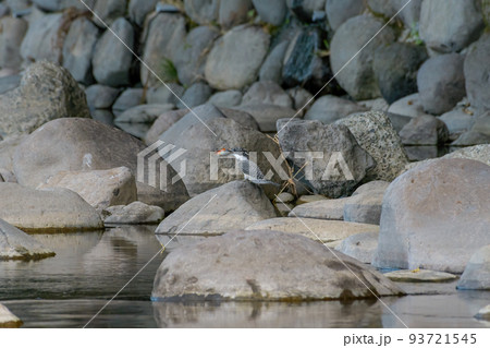 オイカワを食餌するヤマセミ 93721545