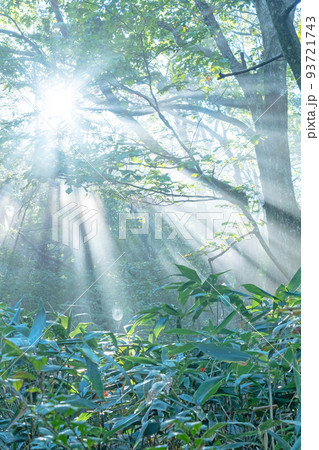 森の夜明け・光芒・新緑・エコイメージ(大山) 森の夜明け・光芒・新緑・エコイメージ(大山) 93721743