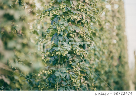 Close up of fresh, green ripe hops cones for the beer production in the farmyard, an ingredient for beer Close up of fresh, green ripe hops cones for the beer production in the farmyard, an ingredient for beer 93722474