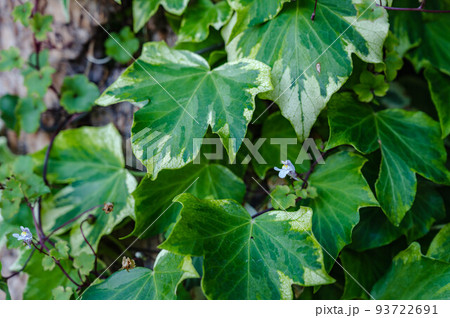 壁につたうアイビーとツタバウンラン 93722691