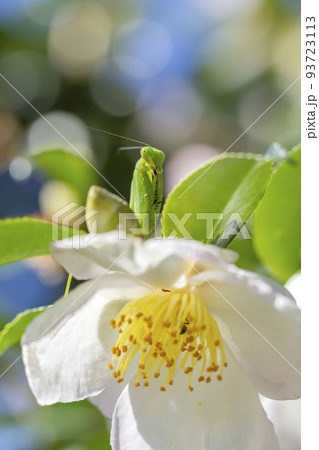 ハラビロカマキリ 93723113