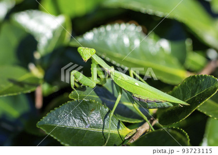 ハラビロカマキリ 93723115