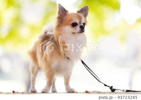 犬 ペット 散歩中のチワワ 犬 ペット 散歩中のチワワ 93723285