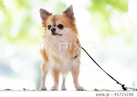犬　ペット　散歩中のチワワ 93723286