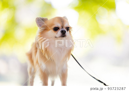 犬 ペット 散歩中のチワワ 犬 ペット 散歩中のチワワ 93723287