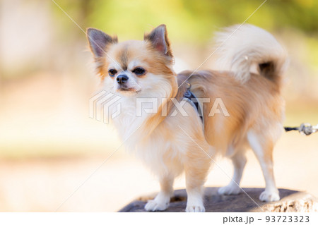犬　ペット　散歩中のチワワ 93723323