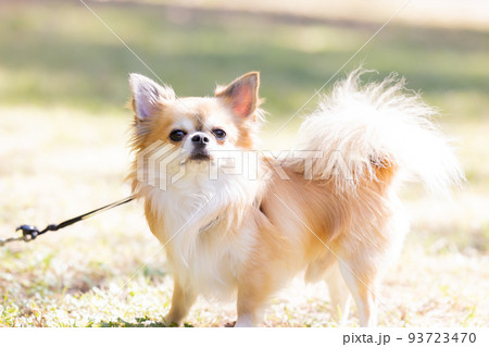 犬　ペット　散歩中のチワワ 93723470