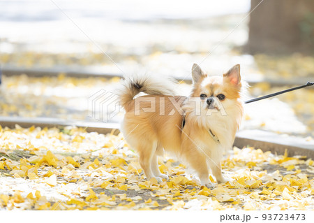 犬 ペット 散歩中のチワワ 犬 ペット 散歩中のチワワ 93723473