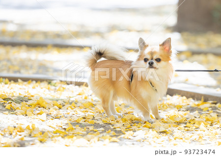 犬　ペット　散歩中のチワワ 93723474