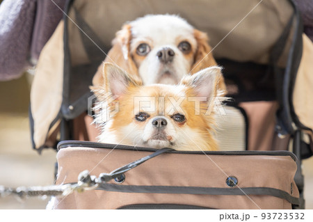 犬　ペット　カートに乗ったチワワとキャバリア 93723532