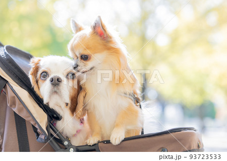 犬　ペット　カートに乗ったチワワとキャバリア 93723533