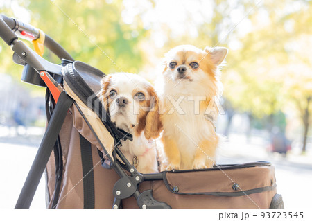 犬 ペット カートに乗ったチワワとキャバリア 犬 ペット カートに乗ったチワワとキャバリア 93723545