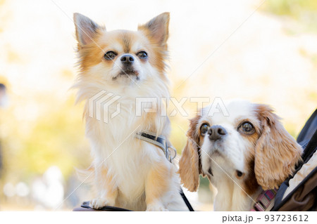 犬　ペット　カートに乗ったチワワとキャバリア 93723612