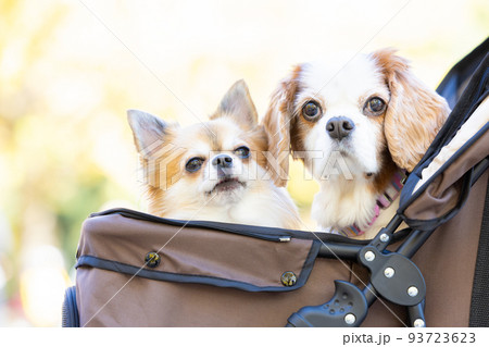 犬　ペット　カートに乗ったチワワとキャバリア 93723623