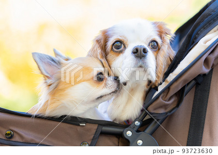 犬 ペット カートに乗ったチワワとキャバリア 犬 ペット カートに乗ったチワワとキャバリア 93723630