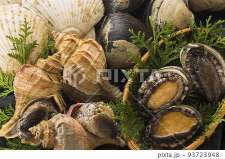色々な貝のイメージ 色々な貝のイメージ 93723948