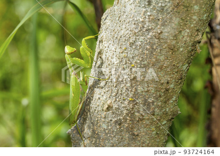 ハラビロカマキリ ハラビロカマキリ 93724164