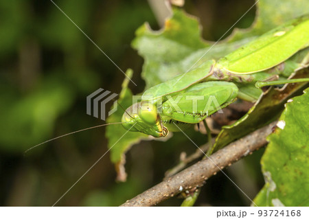 ハラビロカマキリ 93724168