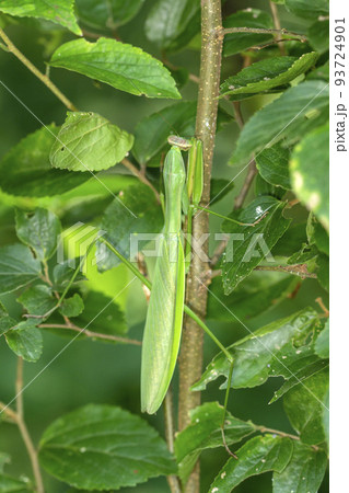 オオカマキリ 93724901