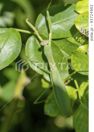 オオカマキリ 93724902