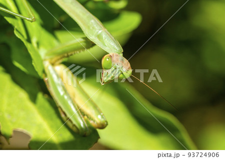 オオカマキリ オオカマキリ 93724906