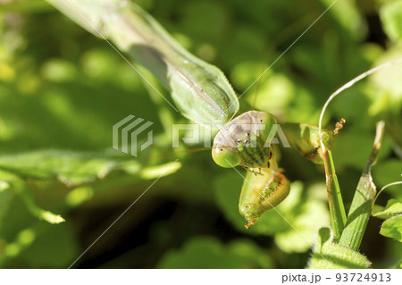 オオカマキリ 93724913