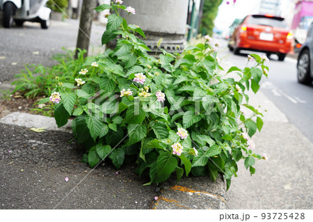 シチヘンゲ シチヘンゲ 93725428