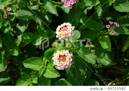 シチヘンゲ 93725582