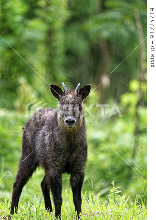 草原に佇むニホンカモシカ 93725714