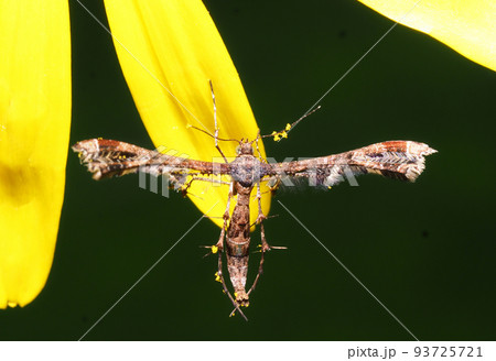 ツワブキの花に止まるブドウトリバ ツワブキの花に止まるブドウトリバ 93725721