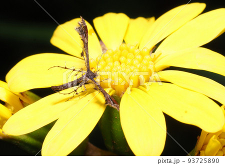 ツワブキの花に止まるブドウトリバ 93725890