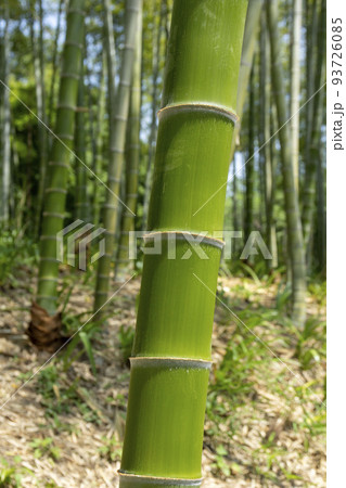 竹林 竹林 93726085