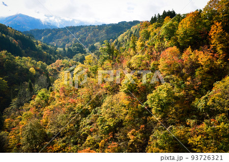 紅葉に色づいた山林 長野県 紅葉に色づいた山林 長野県 93726321