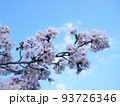 青空に映える桜 93726346