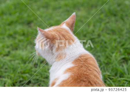 猫の後ろ姿 茶白猫 猫の後ろ姿 茶白猫 93726425