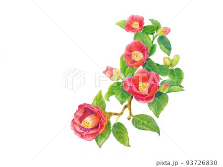 年賀状素材 つばき 年賀状素材 つばき 93726830