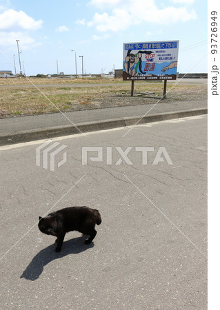 北海道 日高 港のネコ 北海道 日高 港のネコ 93726949