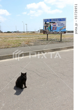 北海道 日高 港のネコ 北海道 日高 港のネコ 93726951