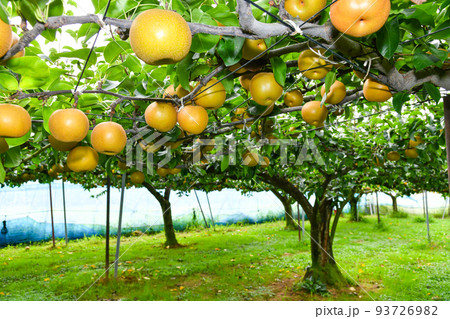 梨果樹園のイメージ 梨果樹園のイメージ 93726982