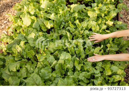 Beetroot leaves growing on vegetable bed at home garden 93727313