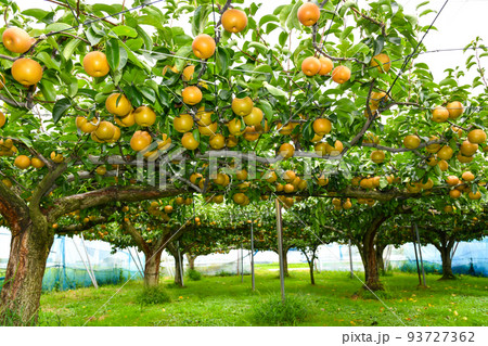 たわわに実った果樹園の梨 たわわに実った果樹園の梨 93727362